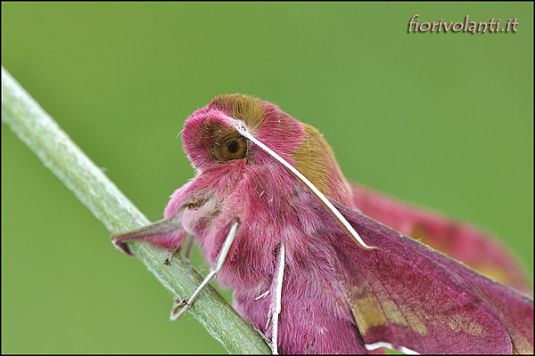 deilephila porcellus